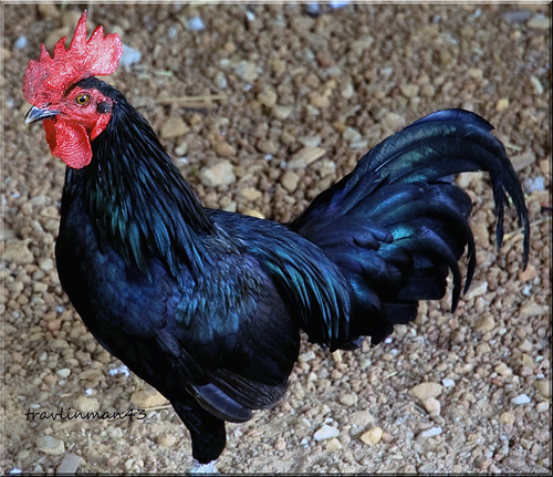 black rooster (2)